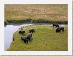 122. bisonti * 2272 x 1704 * (2.19MB)